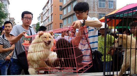 how dogs are treated in china